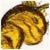 Williamwex